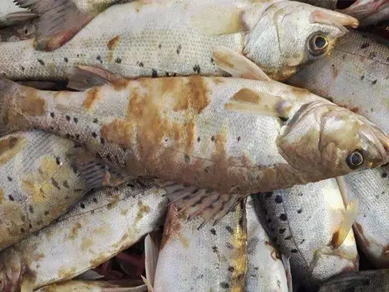 深秋水霉來襲，避開這三顆雷