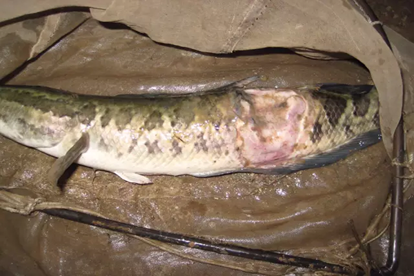 水反底生魚(yú)爛身，需解毒增氧內(nèi)服