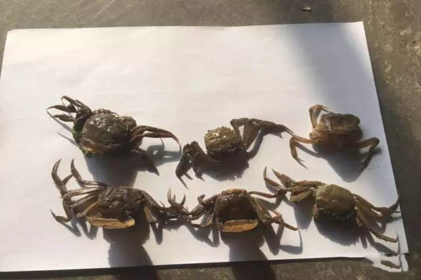 河蟹即將蛻二殼，你需要注意這些問題